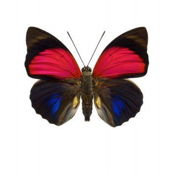 Poster motyl 30x40 Agrias Claudina Czerwony