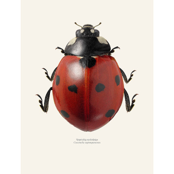 Poster biedronka 30x40 Coccinella Septempunctata Tinted B